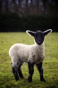 Lamb in Field Stock Photos