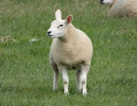 Lamb In Field Stock Photos