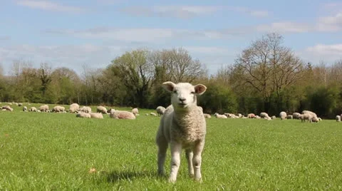 Lamb in field of sheep Vídeo Stock 23040080