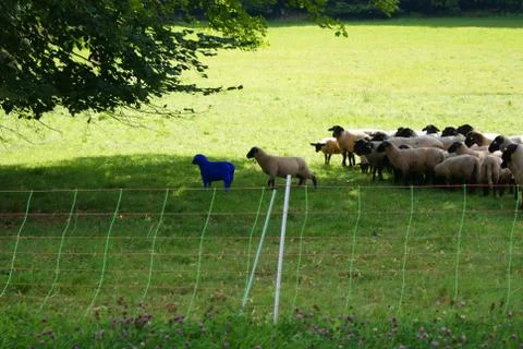 The lamb from the flock of sheep has approached the blue sheep Stock Photos