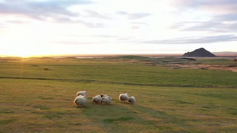 Lamb. A flock of sheep runs across the field. Icelandic sheep. Sunset. Stock Footage 129394829