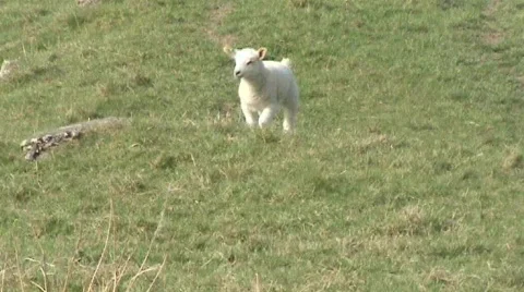 Lamb Video stock 347912