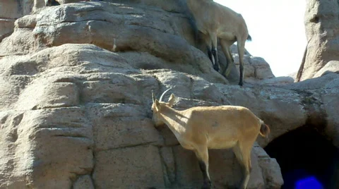 Lamb Stock Footage 510505