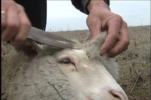 Lamb 스톡 동영상 911203