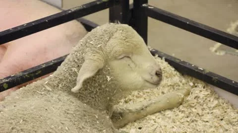 Lamb Stock Footage 11628875