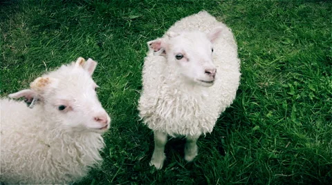 Lamb Stock Footage 51532379