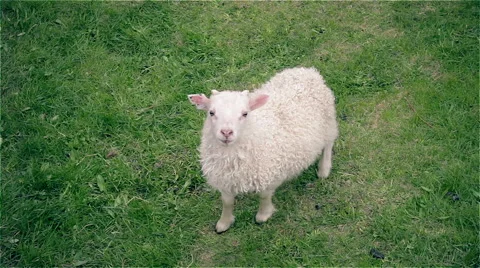 Lamb Stock Footage 51532578