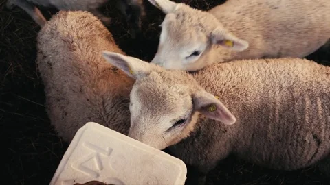 Lamb Stock Footage 76853551