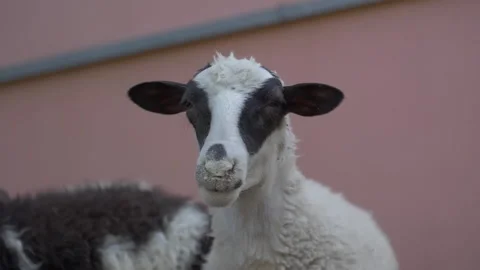 A lamb Stock Footage 188804778