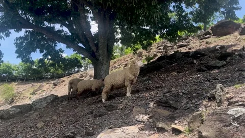 Lamb Stock Footage 336845684
