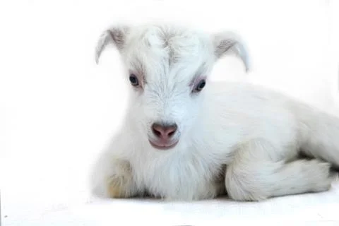 Lamb in front of a white background Stock Photos