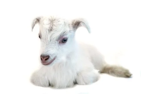 Lamb in front of a white background Stock Photos