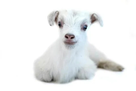 Lamb in front of a white background Stock Photos