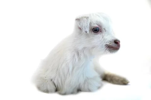 Lamb in front of a white background Stock Photos