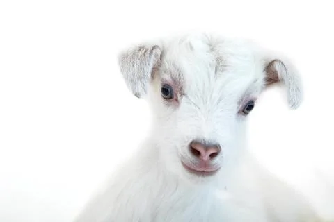 Lamb in front of a white background Stock Photos