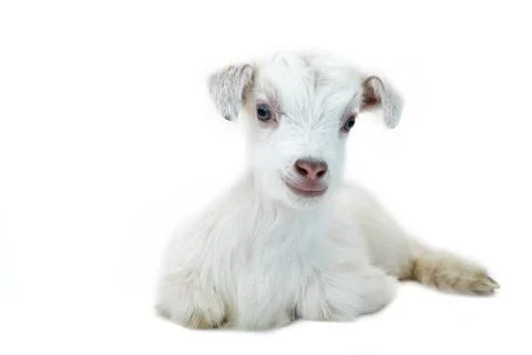 Lamb in front of a white background Stock Photos
