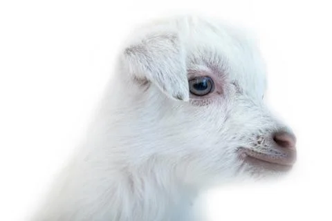 Lamb in front of a white background 스톡 사진
