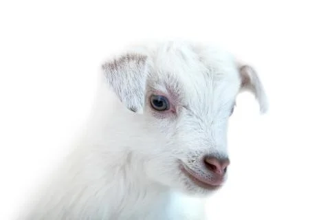Lamb in front of a white background Stock Photos