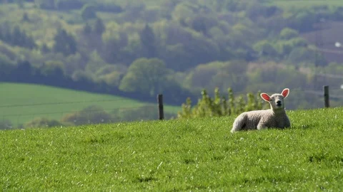 Lamb gets up and walks off out of shot in green farm field, British Countryside Stock Footage 129326780
