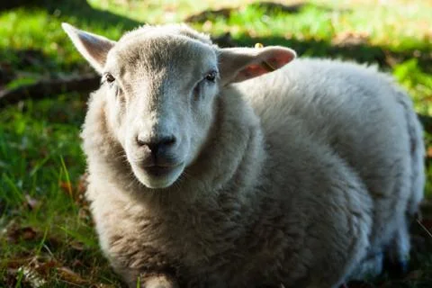 Lamb on Grass Field Stock Photos