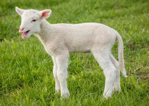 Lamb on grass Stock Photos