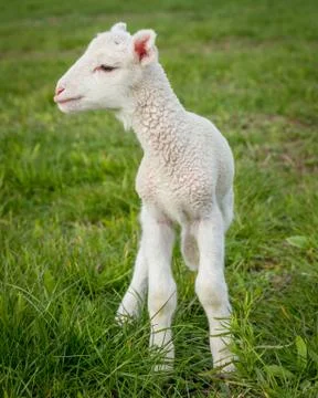 Lamb on grass Stock Photos