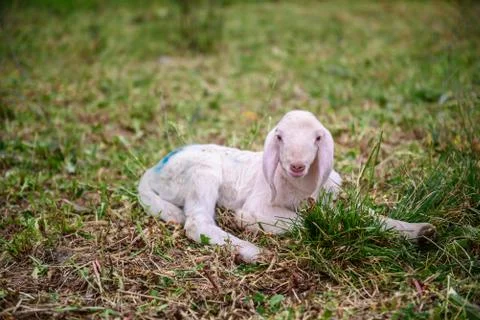 Lamb on grass Stock Photos