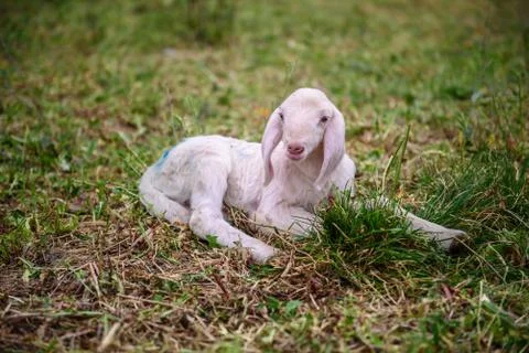 Lamb on  grass Stock-Fotos