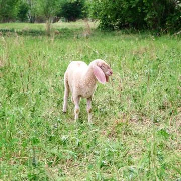 Lamb on grass Stock Photos