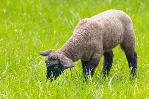 Lamb in the grass - Suffolk sheep on pasture, side view Stock Photos