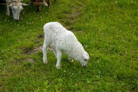 Lamb graze in a field Stock-Fotos