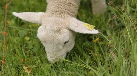 Lamb grazed on the Alpine meadow Stock Footage 38145650