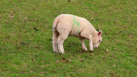 Lamb grazes lying down, stands up, stretches and shakes, Moreton-in-Marsh, The Stock Footage 332878710