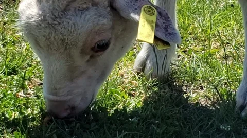 Lamb grazing in a field Stock Footage 111747537