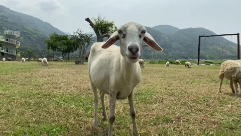 Lamb grazing on a green field. A flock of sheep on a farm Stock Footage 125380765