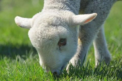 Lamb grazing on green grass Free Stock Photos