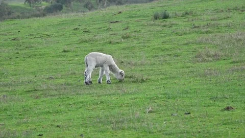 Lamb grazing on green hillside Stock Footage 72576430