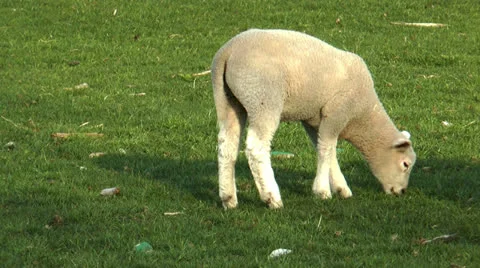 Lamb grazing on meadow Stock Footage