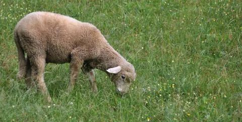 Lamb grazing, moment when it is eating grass on the prairie Stock Photos