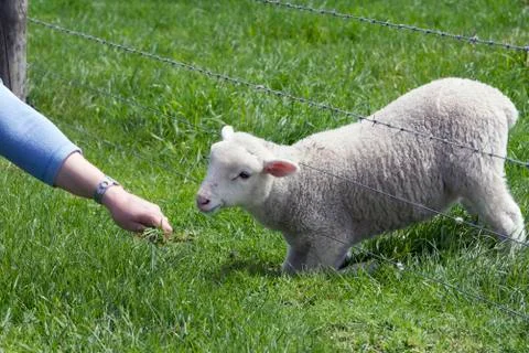 Lamb grazing Stock Photos