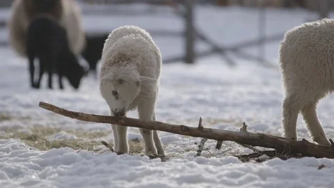 Lamb grazing in the snowy field Stock Footage 83864809