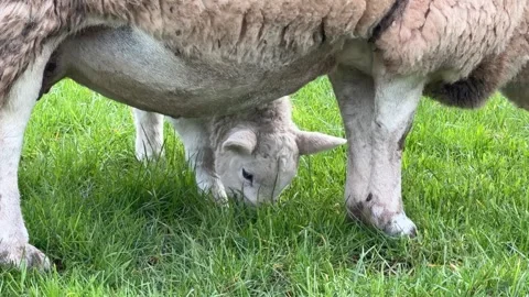 Lamb grazing under mother ewe close up Stock Footage 332024735