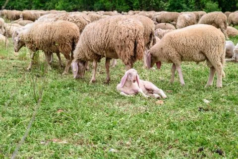 Lamb on the green grass Stock Photos