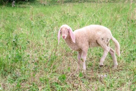 Lamb on the green grass Stock Photos