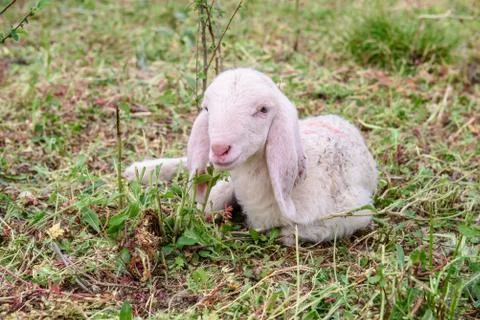 Lamb on the green grass Stock Photos