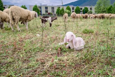 Lamb on the green grass Fotos Stock