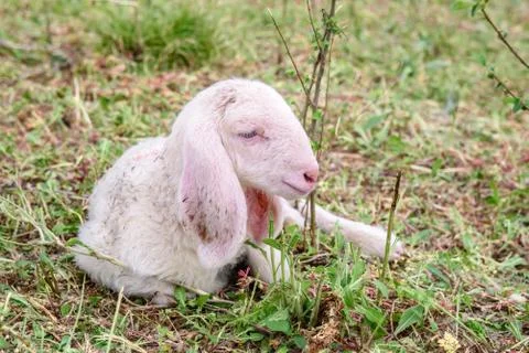 Lamb on the green grass Stock Photos