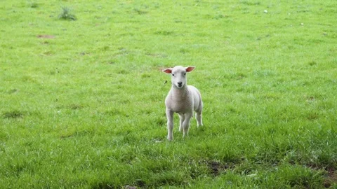 Lamb in Green Grassy Field Looking at Camera - British Famring Livestock Stock Footage 279174342