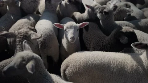 Lamb in a group of sheep Video stock 194164816