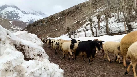 Lamb herd walking in snow, tc01 Stock Footage 131616005
